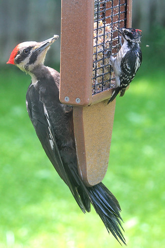 Woodpeckers | by Moschell