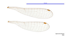Agriocnemis femina male wings