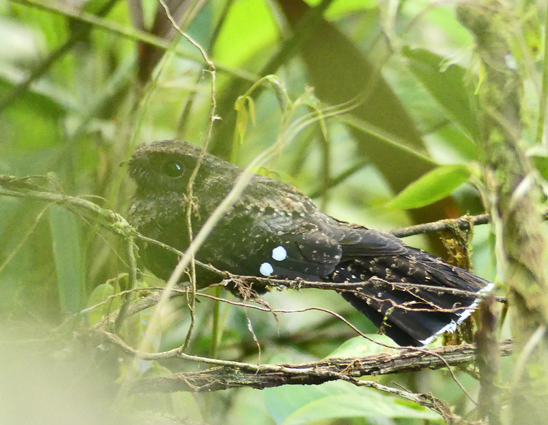 Choco Poorwill / Nyctiphrynus rosenbergi photo call and song