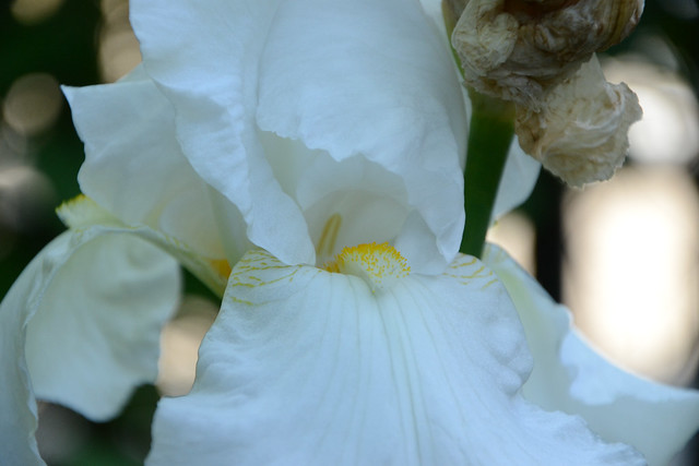 Iris blanc - Lilou [identification en cours] 34084804713_abb7966a8b_z