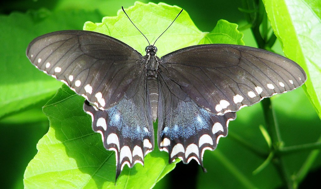 Papilio troilus --  Spicebush Swallowtail Butterfly 3019