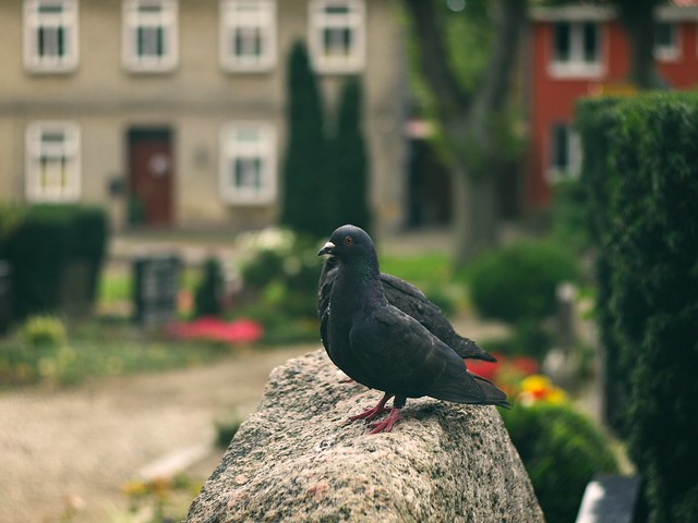 Pigeons in the cemetery in the town of Burg on the island of Fehmarn