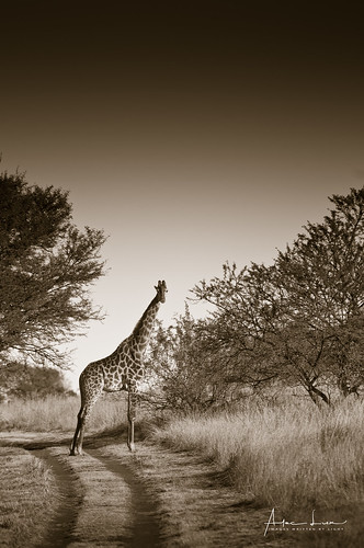 africa zimbabwe animal bush crossing giraffe landscape landscapephotography mammal nature naturephotography road savannah wildlife wildlifephotography matabelelandnorthprovince zw
