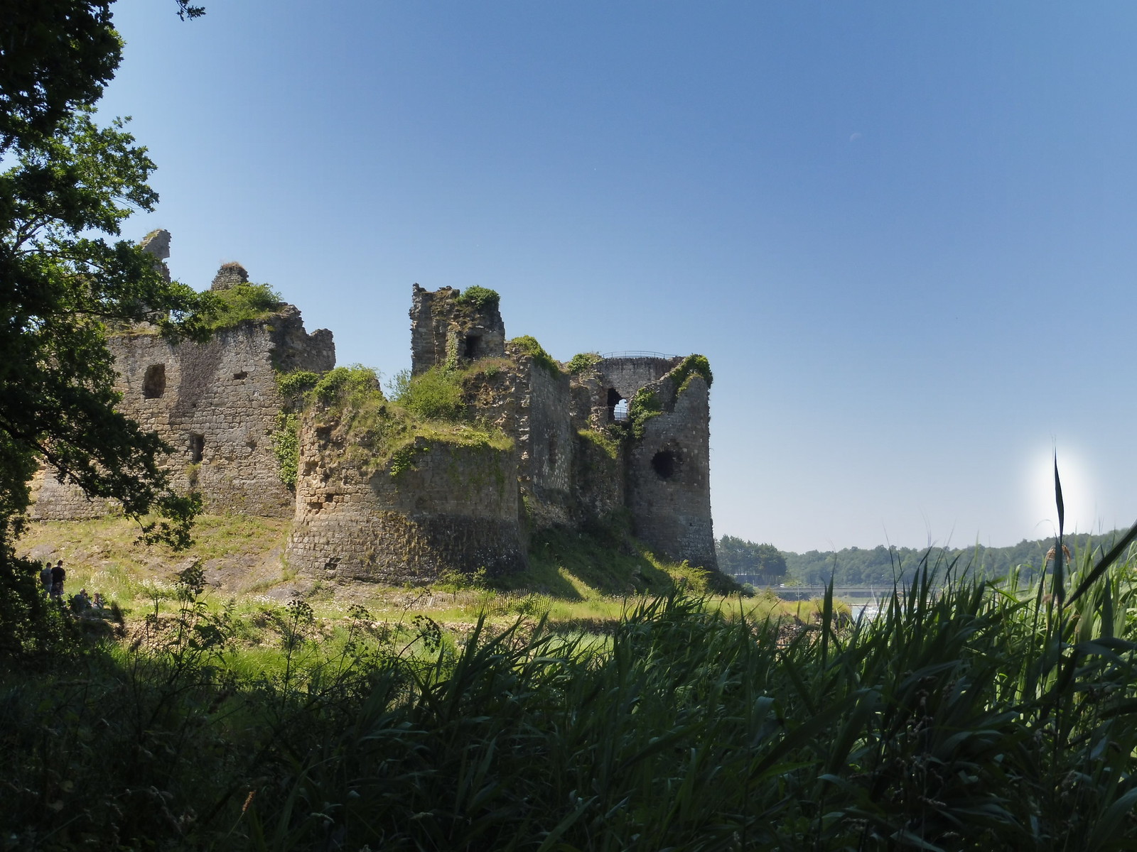 Une herbe auréolée au bord du chateau