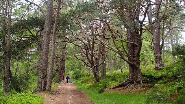 Caledonian Pine Woods