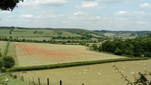 Poppy-filled field, Turville, Cobstone Hill with Windmill SWC Walk 223 Henley-on-Thames Circular (via Turville) - Stonor Park Extension