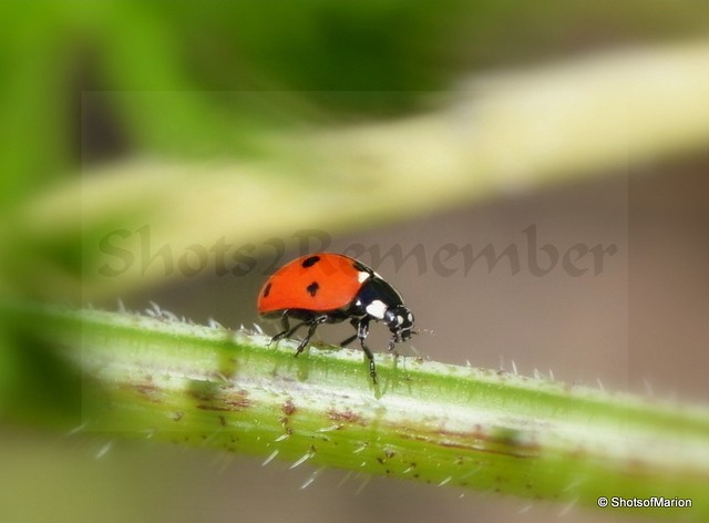 Visit in the garden; Ladybug / Bezoek in de tuin ; Lieveheersbeestje