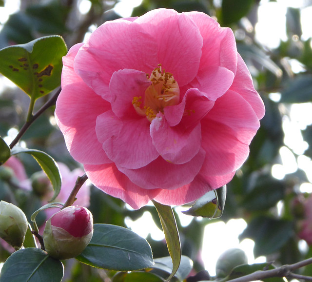 P1020110a - camellia