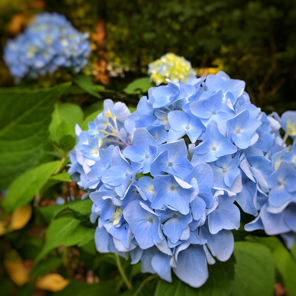 Blue Hydrangeas | Jeffrey Pott | Flickr