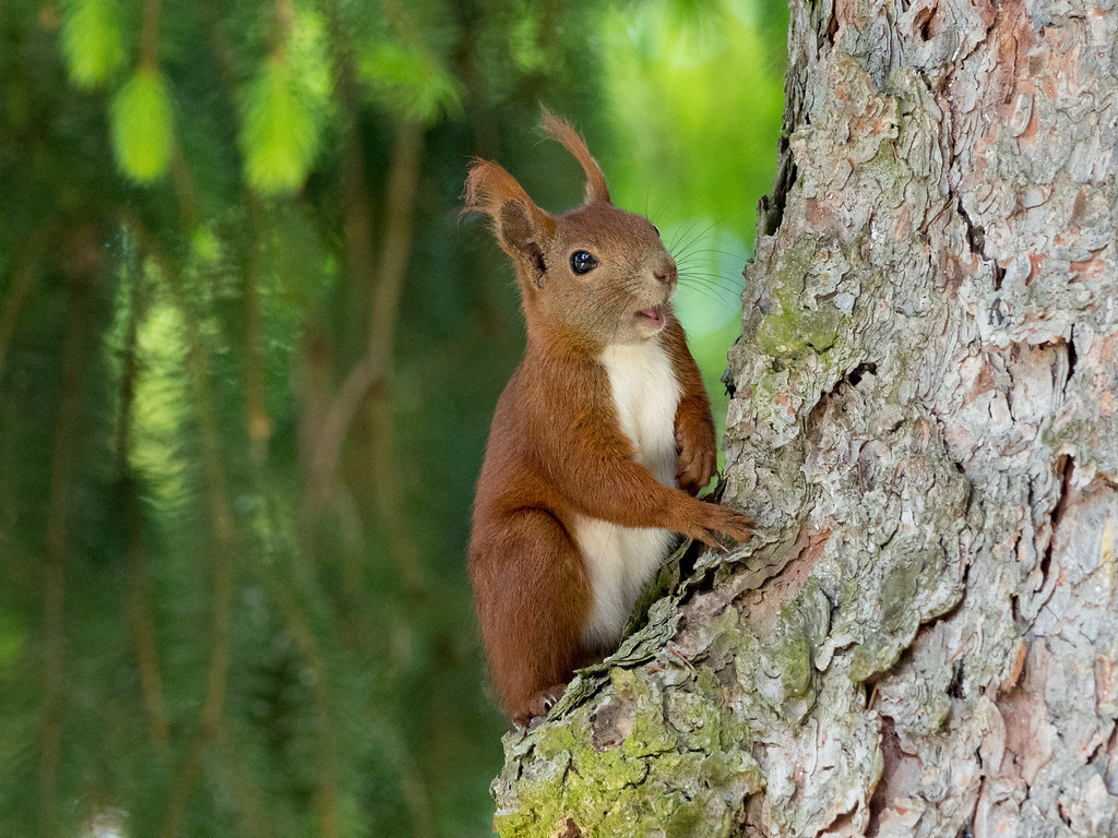 Red squirrel / Eichhörnchen (Sciurus vulgaris)