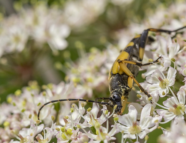 Spotted Longhorn Beetle (Strangalia maculata)