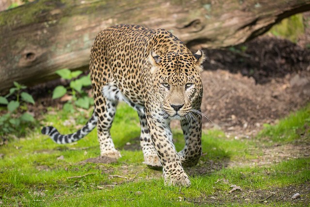 Sri Lankan leopard / Sri-Lanka-Leopard