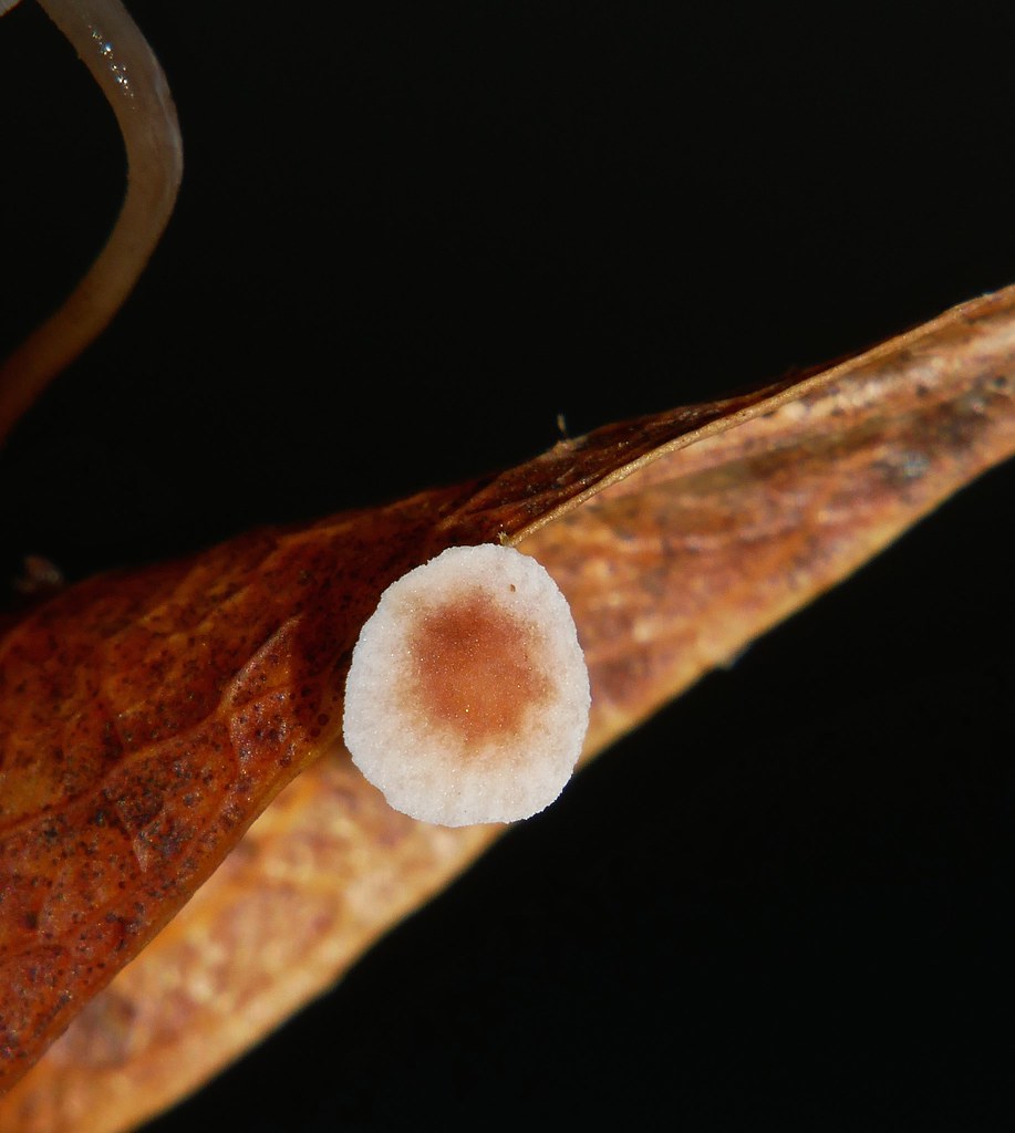 Little creamy caramel cap Mushrooms Marasmiellus sp Marasmiaceae growing on surface of fallen leaf 50 days after Cyclone Debbie P1010017