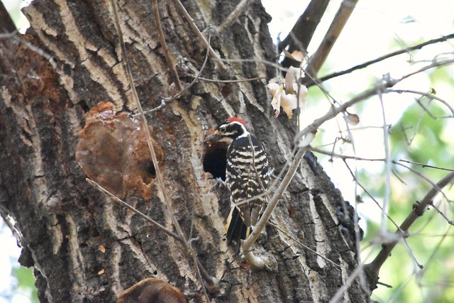 Nuttall's Woodpecker at nest cavity Mitchell Canyon