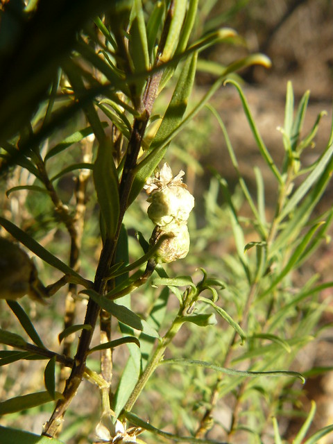 Pigea floribunda