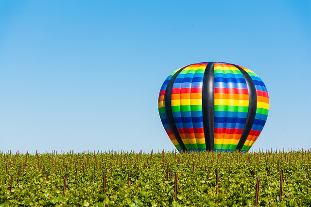 Hot Air Ballon in a Vineyard