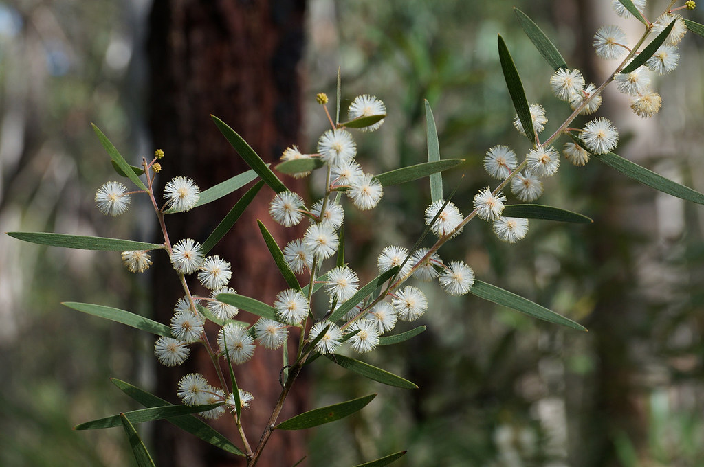 Acacia baeuerlenii - Winter flowering