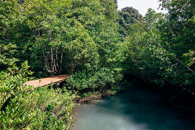 Tha Pom Klong Song Nam, a tropical forest with steam and walkway in Krabi, Thailand.