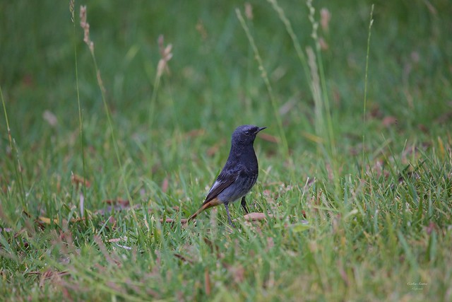 Rabirruivo Preto (Black Redstart)