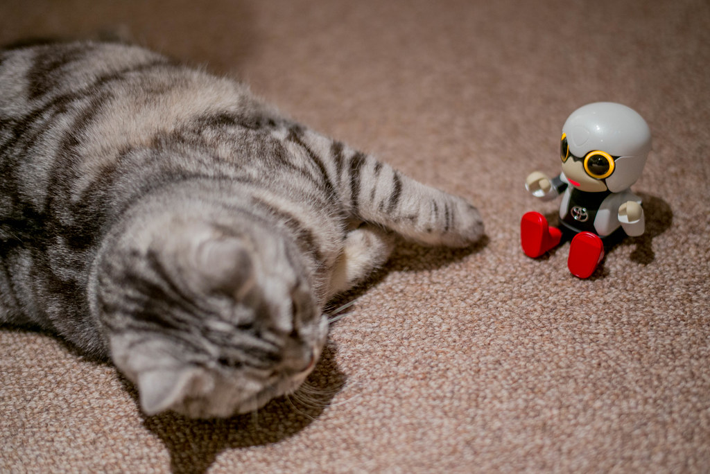 KIROBO mini with cat | robotstart.co.jp/ | Yoshina | Flickr