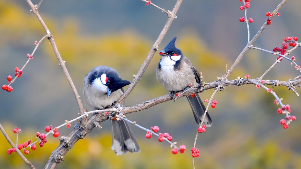Animal Wallpaper Hd - Wallpaper With Birds - Nature Animal… | Flickr