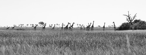 Botswana--Giraffes in the Linyanti Marsh (2017) | by lwh50