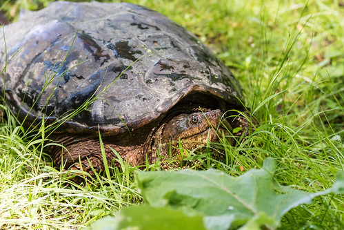 Snapper (Wildwood Lake) | by Ted Navas