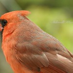 Cardinal profile