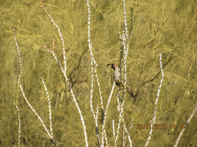 Gambel's quail, near Mesa, AZ.