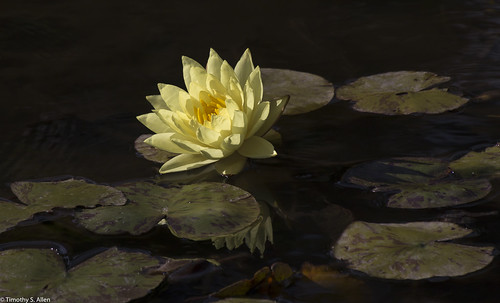 california places sfmoma sanfrancisco buildings flowers lily pond goldengatepark light