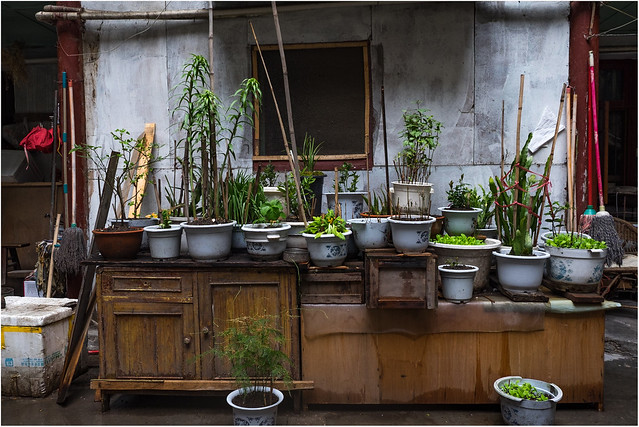 urban gardening, Kangding/China
