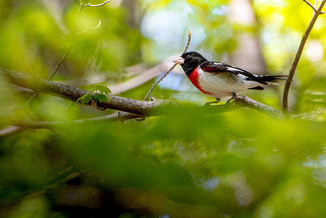 A Rose-Breasted Grosbeak on a Low Branch but with High Hopes