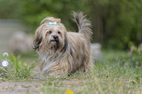 havanese 135month dog young