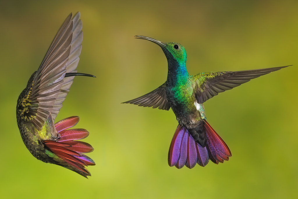 Green-breasted Mango