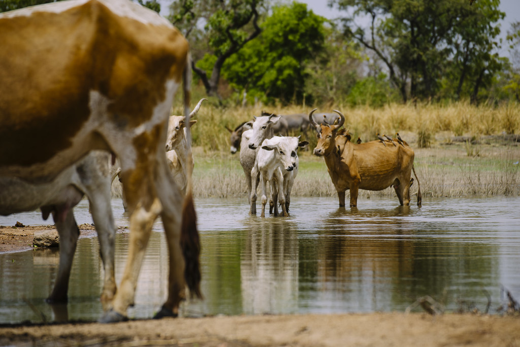 Cattle cool down in a reservoir, often the last water point during the hottest and driest months of the year,...