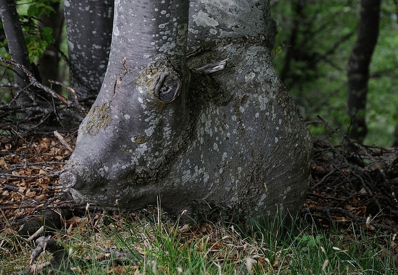 20170526-045F | Grigne, ein Wildschwein? Bergamasker Alpen / Norditalien, 26.05.2017