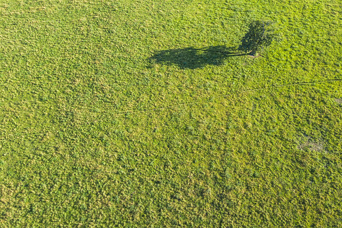 tree aerial view field summer alone one lithuania lietuva dronas 2017 europe djieurope baltic drone aerialphotography dji djimavicpro mavic pro mavicpro birdseye landscape djiglobal 365days 3652017 365 project365 190365