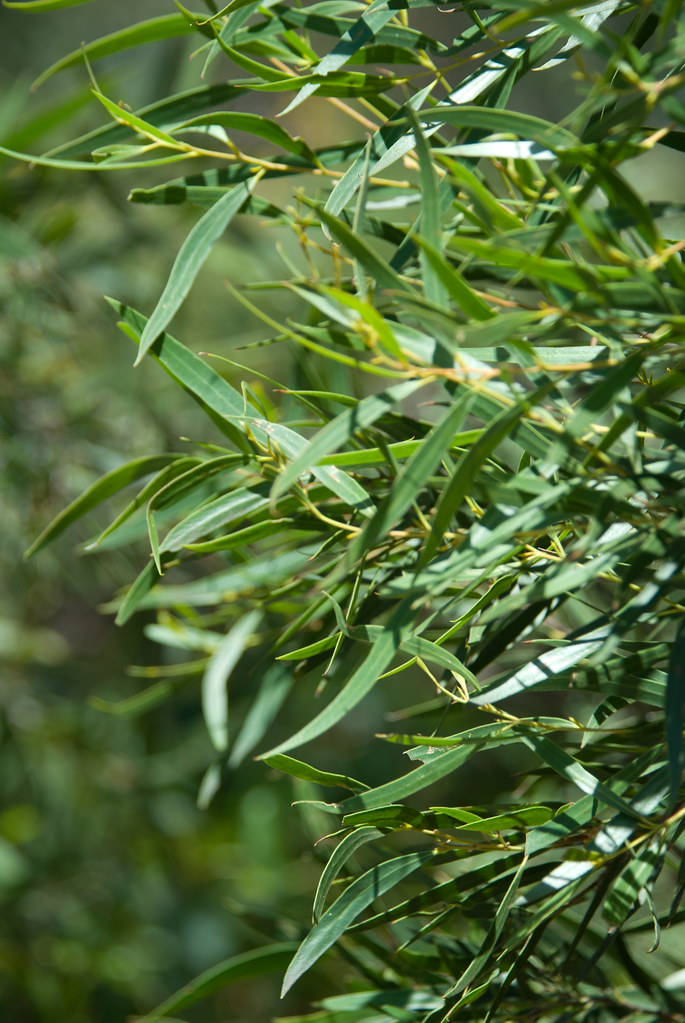 Eucalyptus cunninghamii (Cliff Mallee Ash), NSW, Australia
