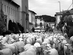 El ataque de las ovejas
