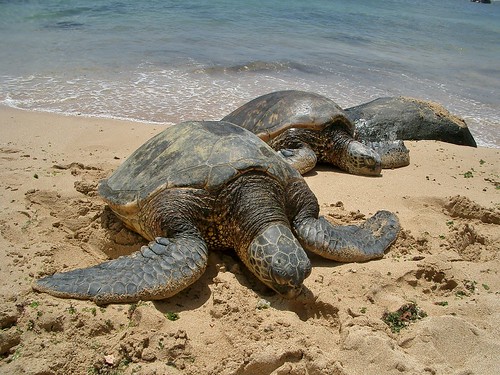 Turtle Bay, Oahu, Hawaii