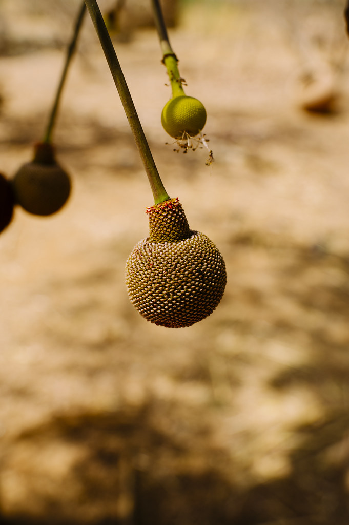 Néré (Parkia biglobosa) fruit used in cooking, Loaga village, Burkina Faso.