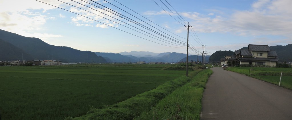 panorama, early July rice paddies