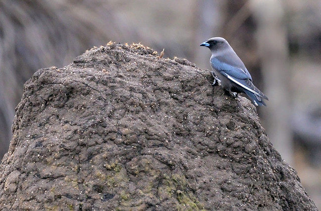 Dusky woodswallow feeding on termite alates