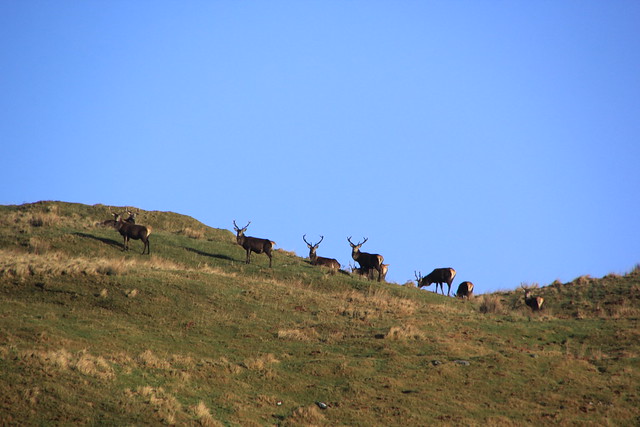 Stags on the Hills, Highlands, Scotland.