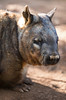 Image: Wombat