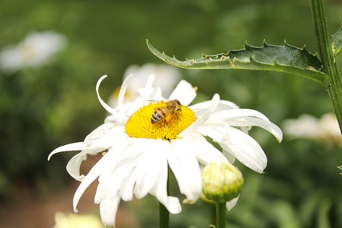 ¡Abeja!  Bee | by Abe Guzman
