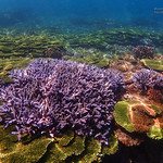 海底世界。東嶼坪 South Penghu Marine National Park, Taiwan _P8030143