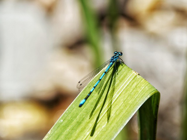 Mr. Dragonfly