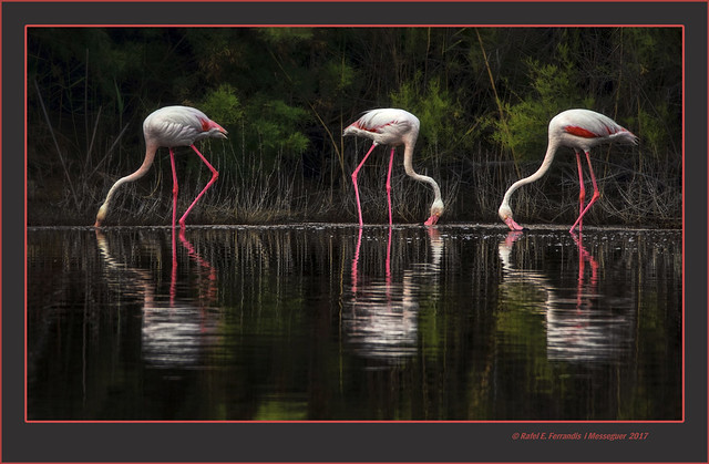 Tres flamencs 26 (Phoenicopterus roseus) Three flamingos 26 (El racó de l'Olla, València, l'Horta, Spain