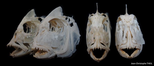 Skull Comparison of Dentex angolensis & Pagrus caeruleostictus